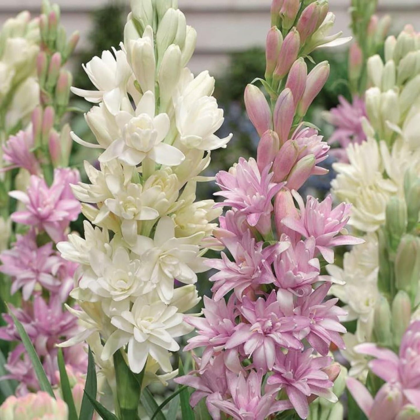 ALLTROVES Rajnigandha Double Patel Tuberose Bulbs (Pack of 2)