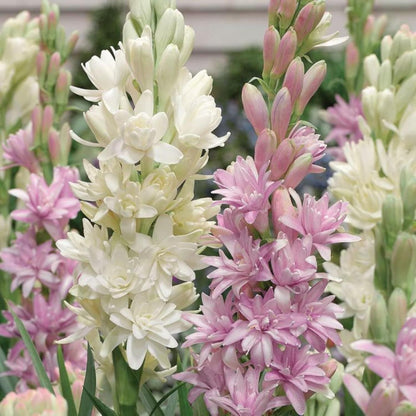 ALLTROVES Rajnigandha Double Patel Tuberose Bulbs (Pack of 2)