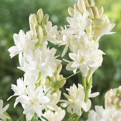 ALLTROVES Rajnigandha Double Patel Tuberose Bulbs (Pack of 2)