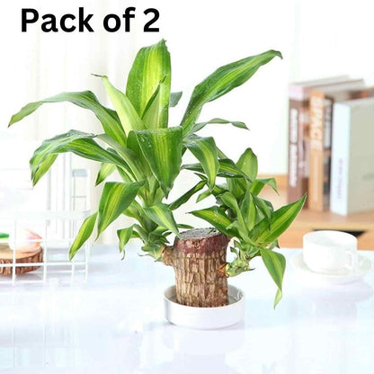 ALLTROVES Brazilian Lucky Wood, Mini Home Plant Decorations (Pack of 2)