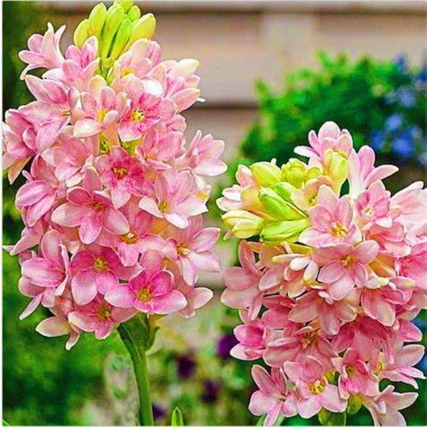 ALLTROVES Rajnigandha Double Patel Tuberose Bulbs (Pack of 2)