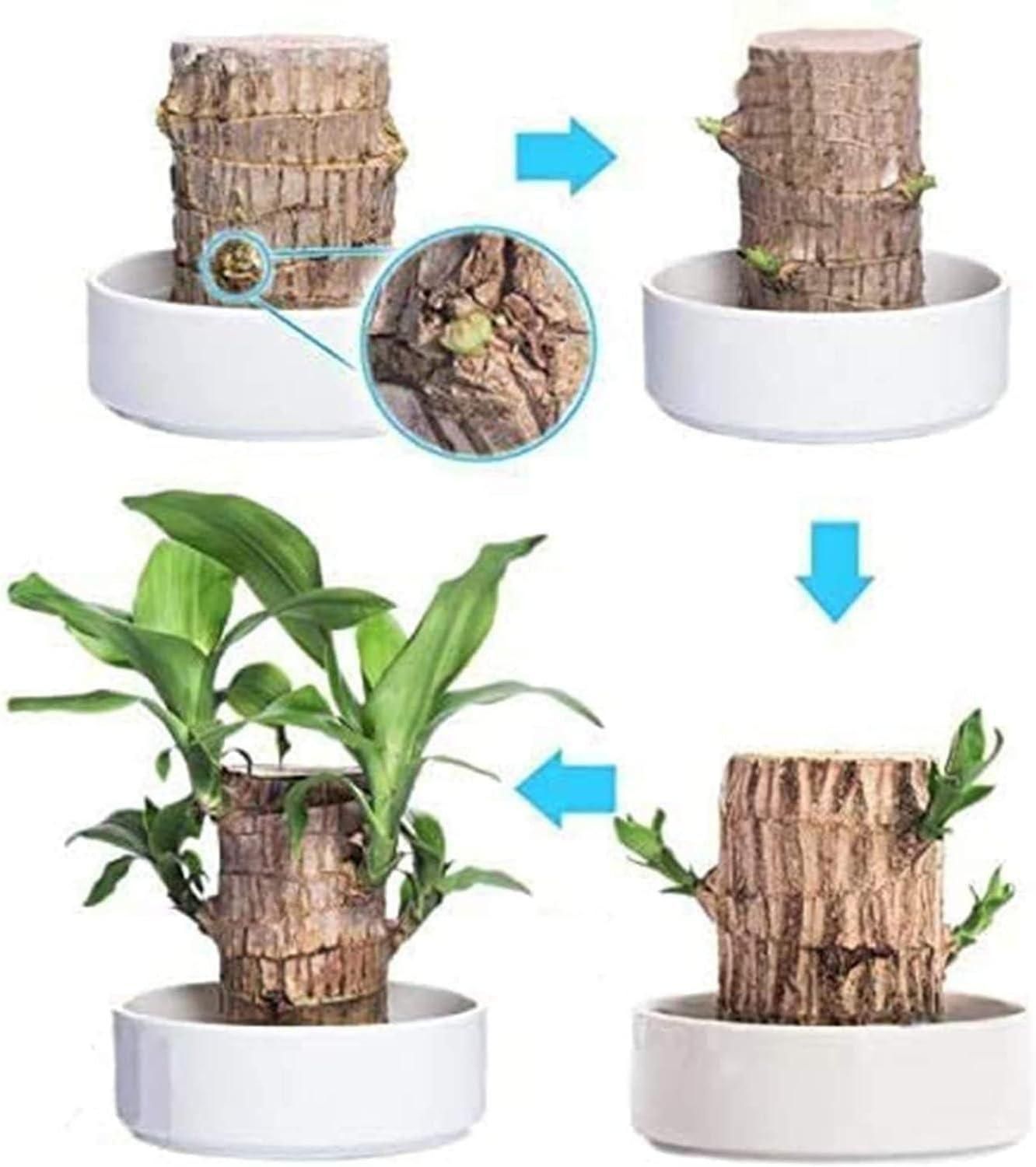 ALLTROVES Brazilian Lucky Wood, Mini Home Plant Decorations (Pack of 2)